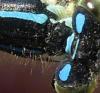 Coenagrion scitulum